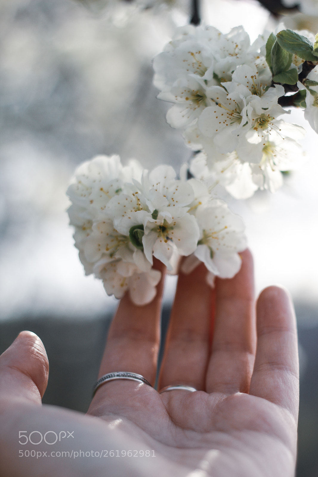 Canon EOS 1300D (EOS Rebel T6 / EOS Kiss X80) sample photo. Spring on the palm photography