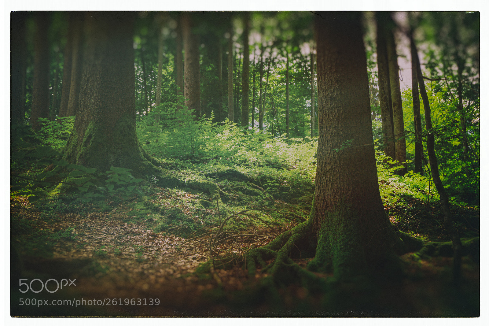 Sony a6000 sample photo. Wald photography