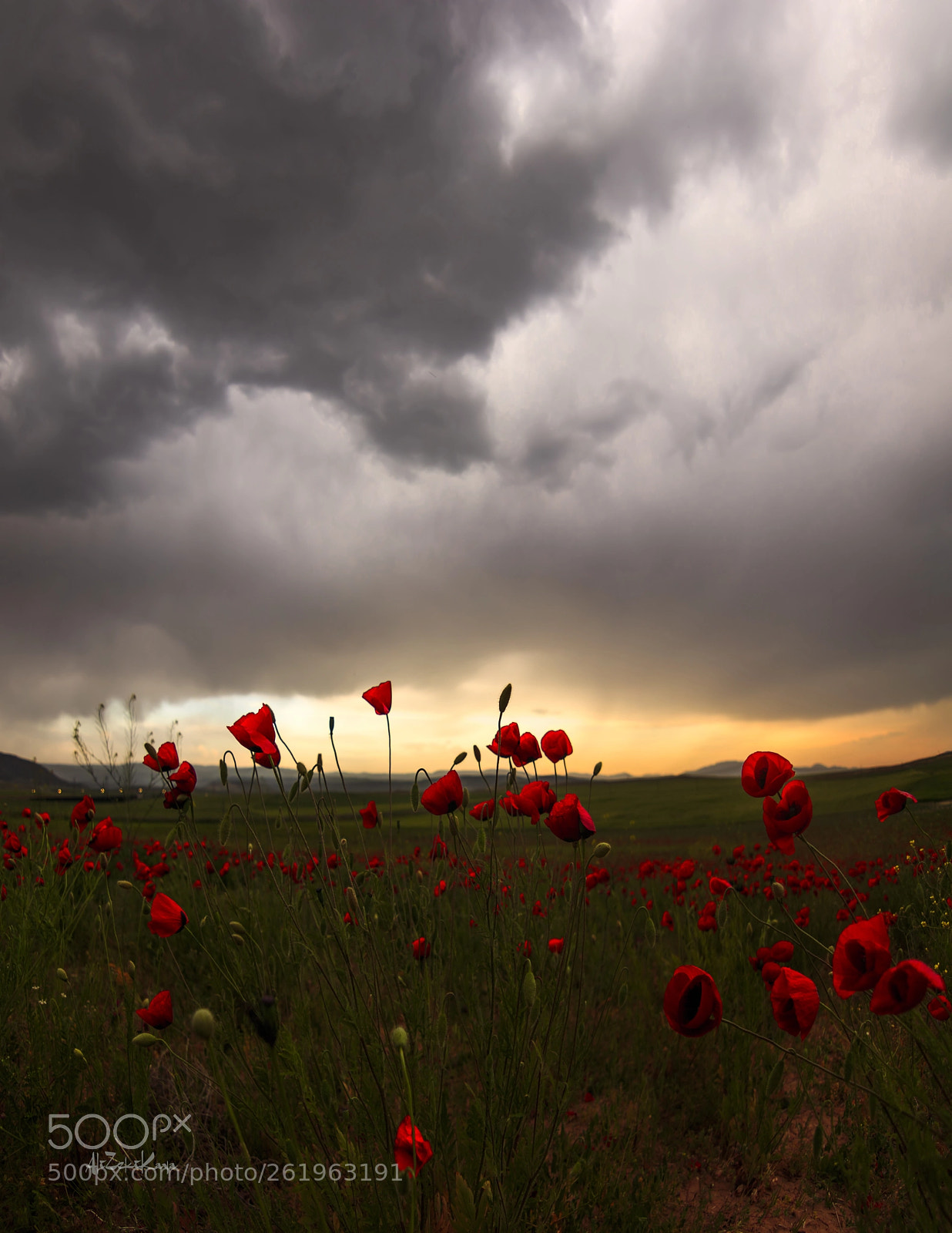 Canon EOS 80D sample photo. Poppy field photography