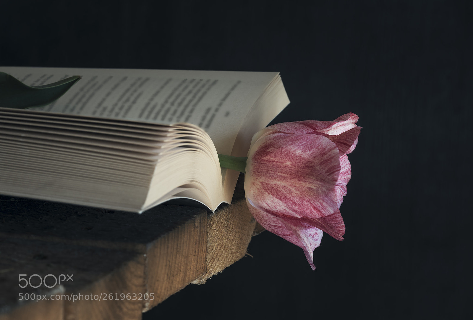 Nikon D750 sample photo. Pink tulip in an photography