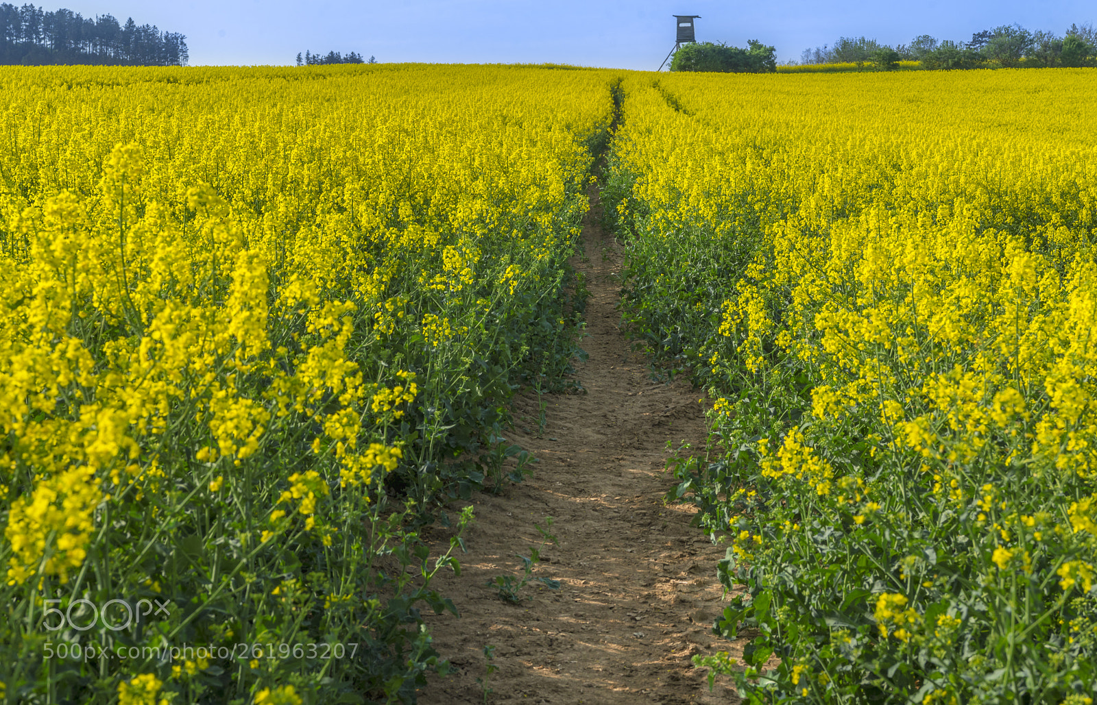 Nikon D750 sample photo. Pathway through a blooming photography