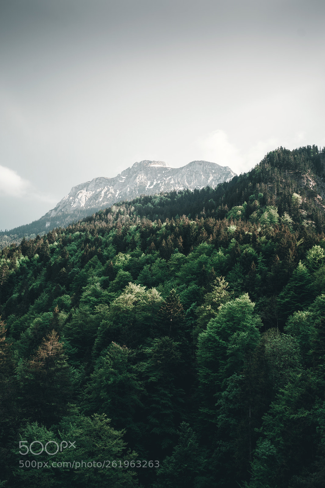 Sony a6000 sample photo. Forest with mountain peak photography