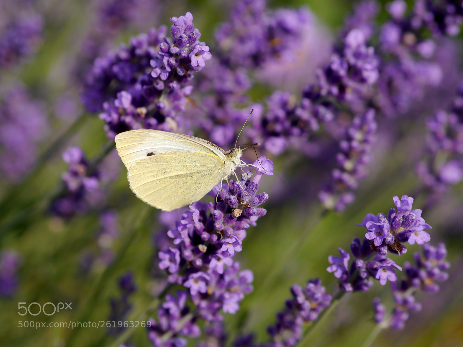 Panasonic Lumix DMC-G5 sample photo. Butterfly loves lavender photography