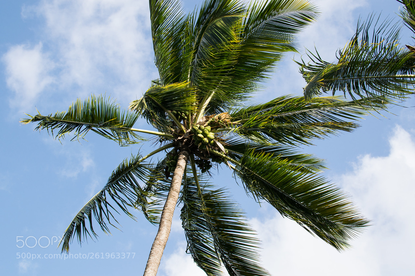 Nikon D3300 sample photo. Palm tree photography