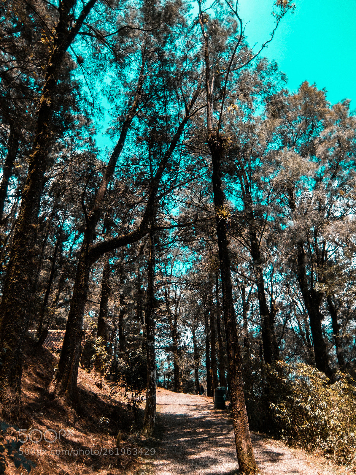 Fujifilm XQ2 sample photo. Walk trough the forest photography