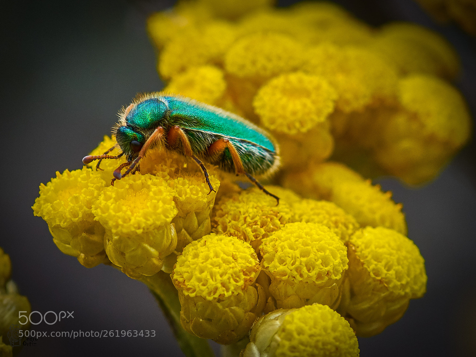 Nikon D7100 sample photo. Insecto photography