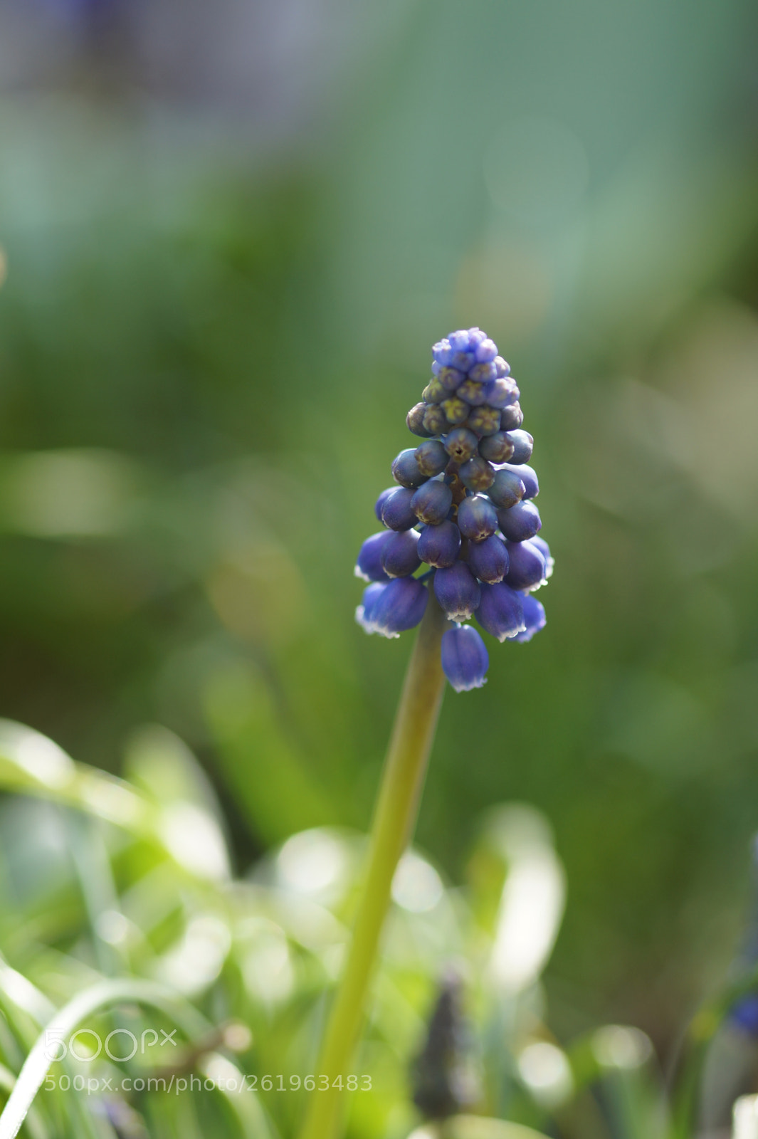 Sony SLT-A58 sample photo. Blaue traubenhyazinthe photography