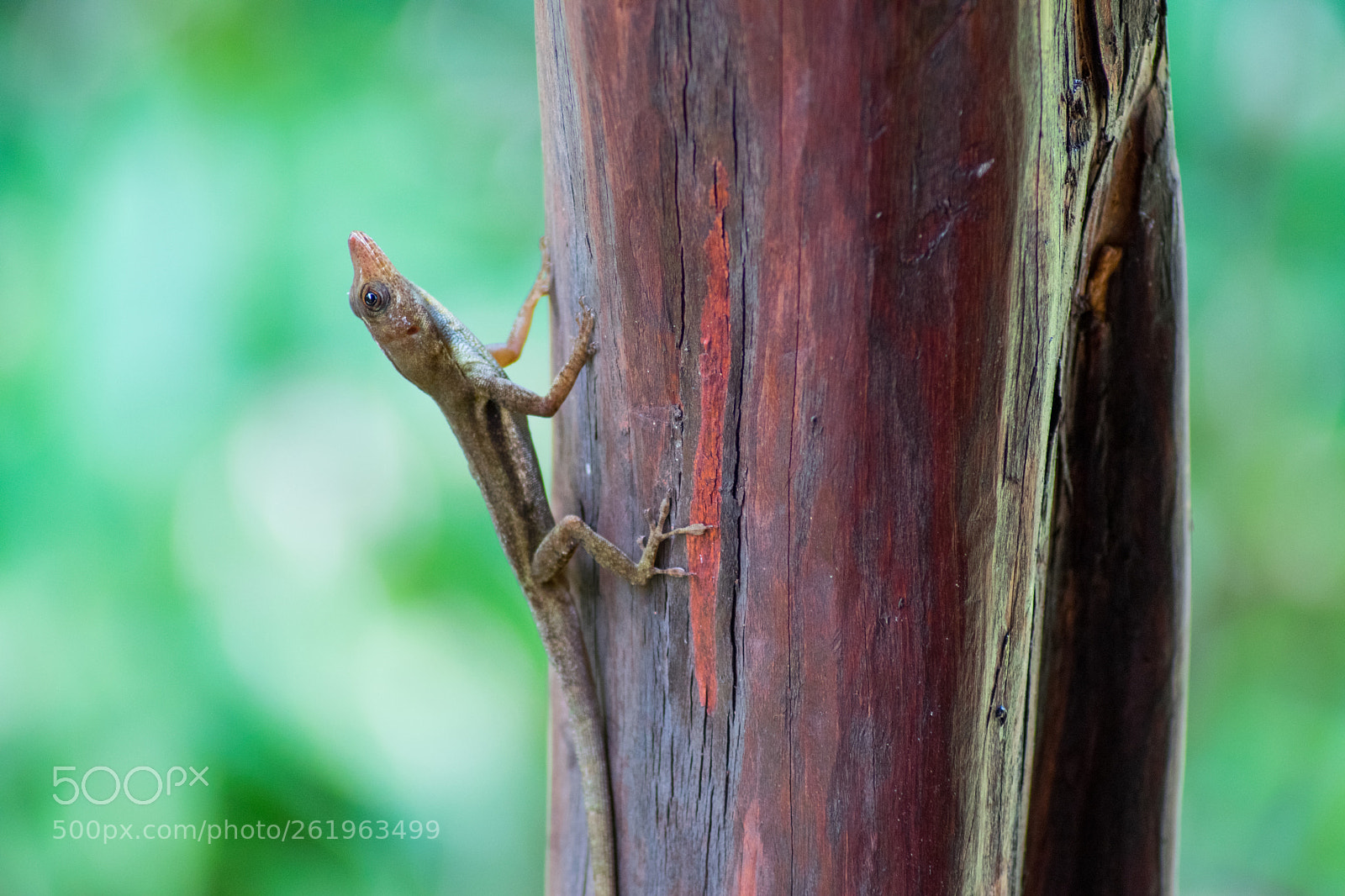 Nikon D3300 sample photo. St lucia anole lizard photography