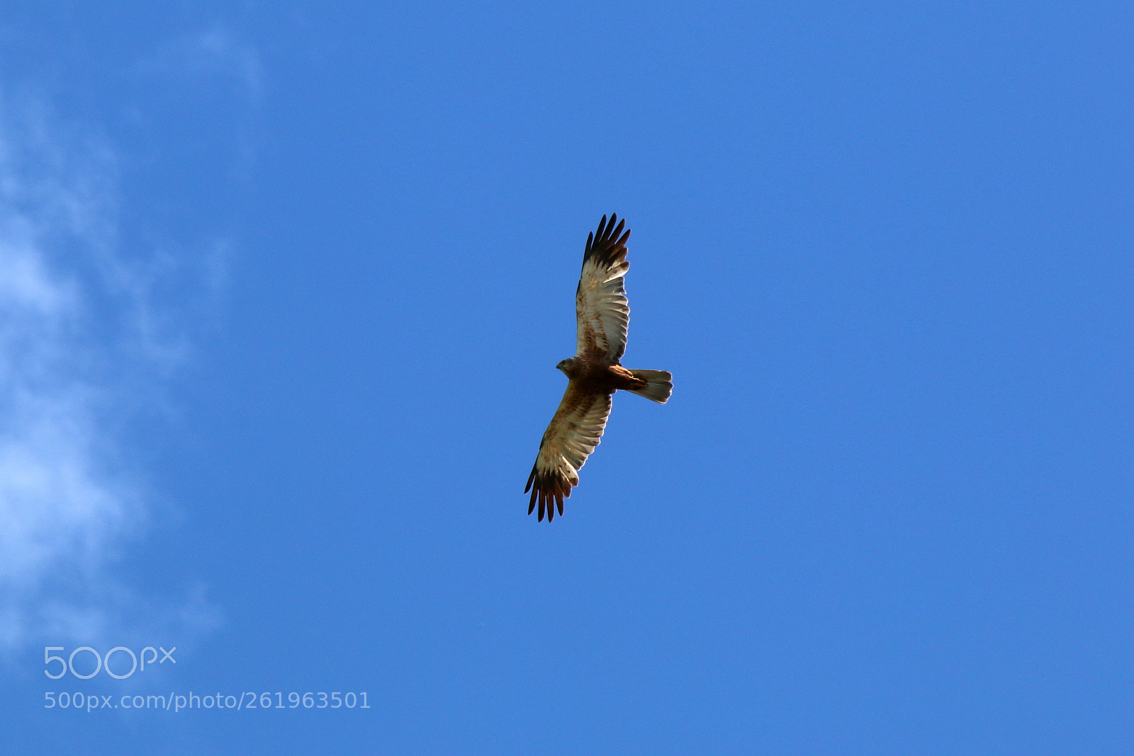 Tamron SP 35mm F1.8 Di VC USD sample photo. Marsh harrier photography