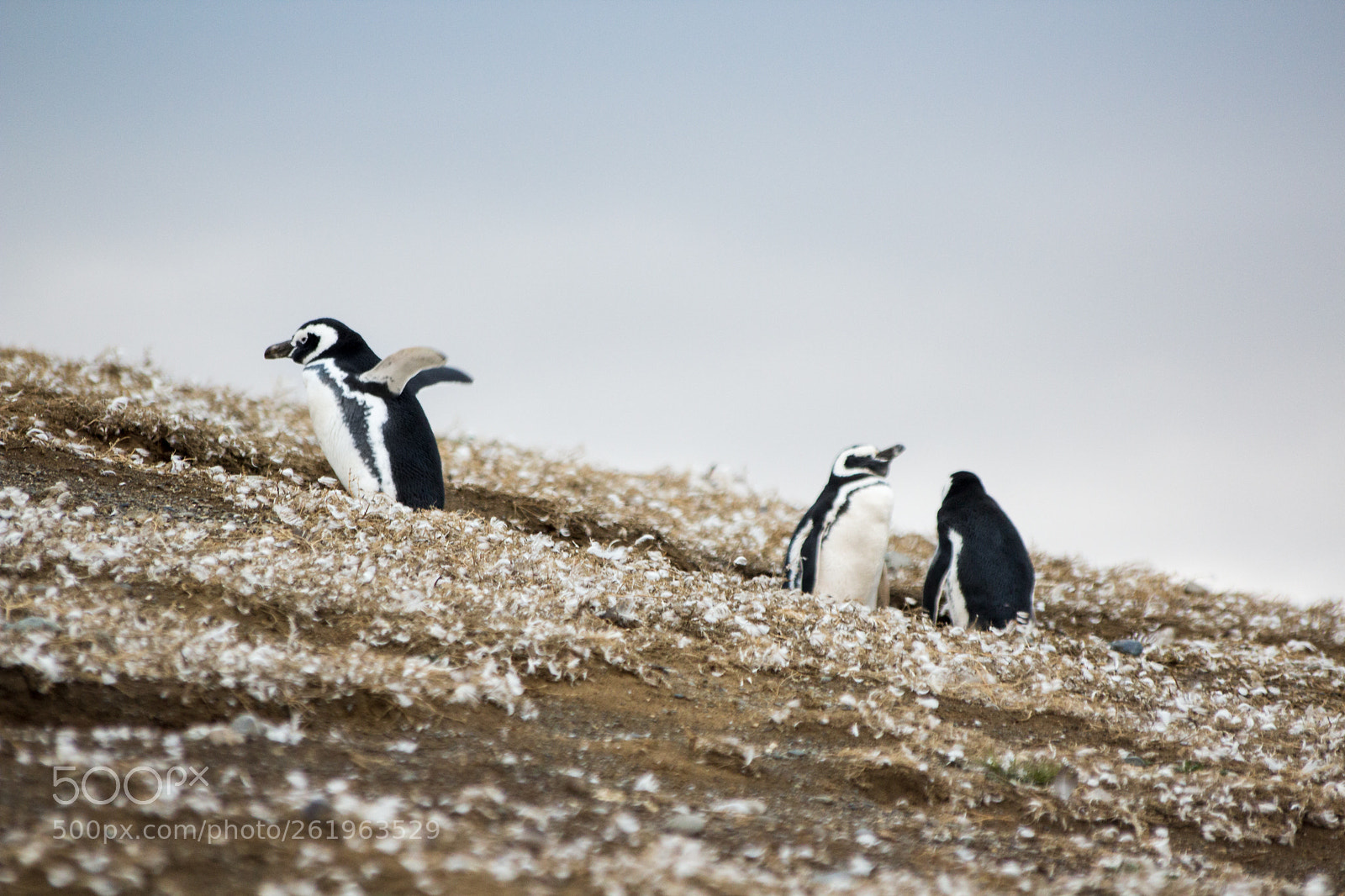 Canon EOS 600D (Rebel EOS T3i / EOS Kiss X5) sample photo. The penguins photography