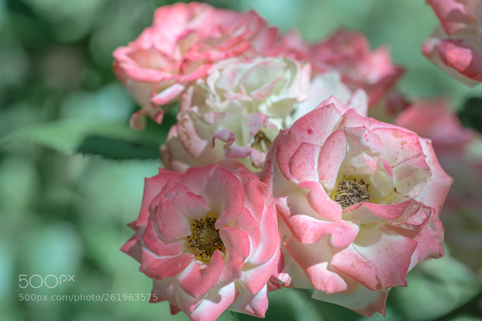 Nikon D7100 sample photo. Ni photography