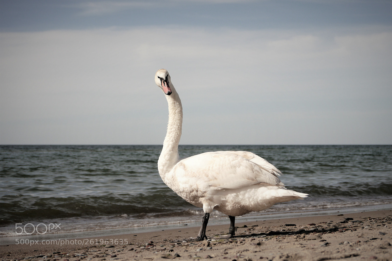 Panasonic Lumix DMC-G5 sample photo. Swan photography