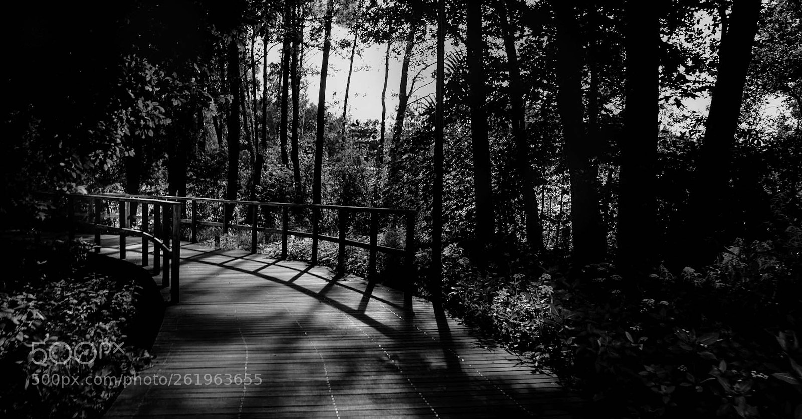 Sony a6000 sample photo. Park in b w photography