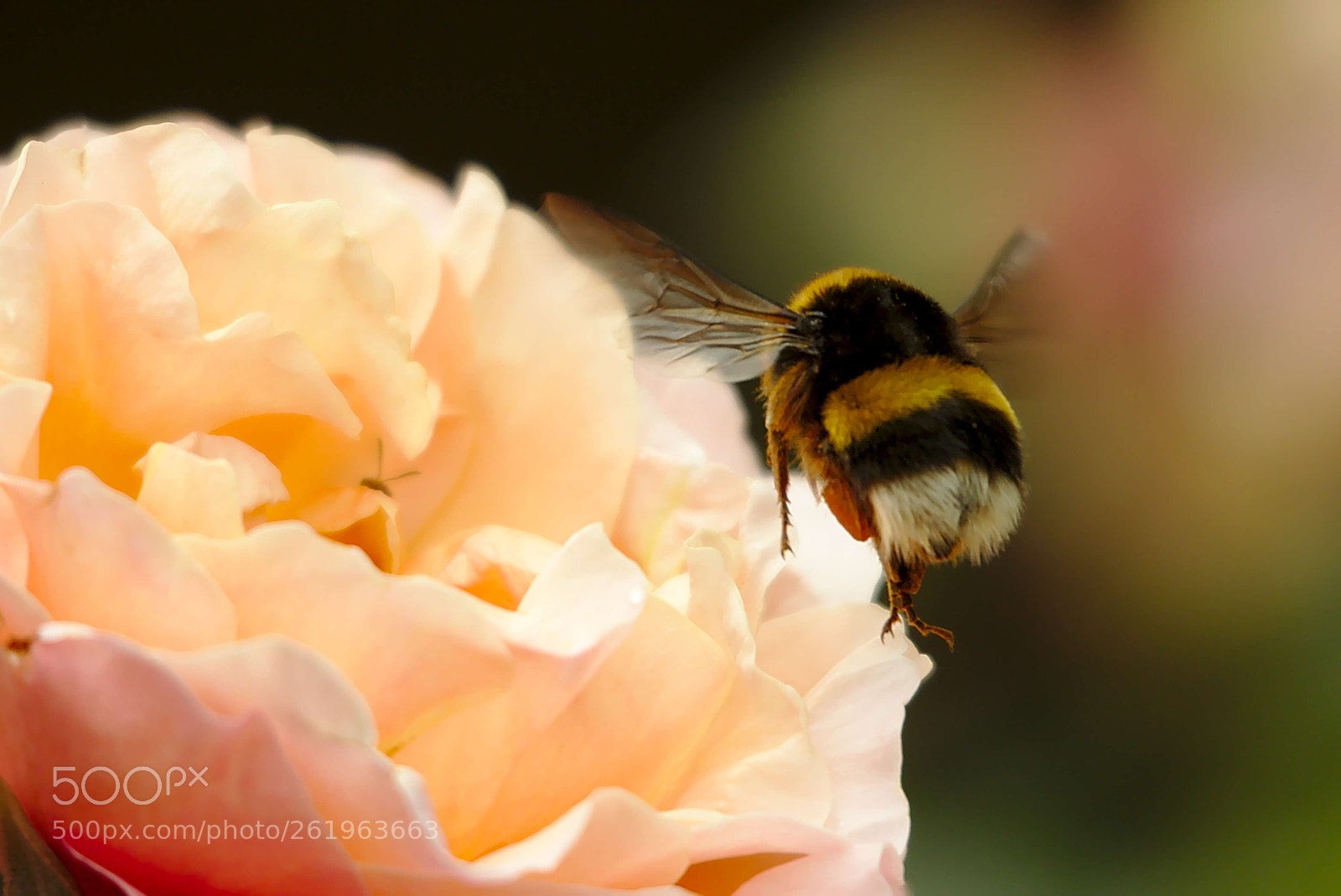 Canon EOS 7D Mark II sample photo. Abejorro photography