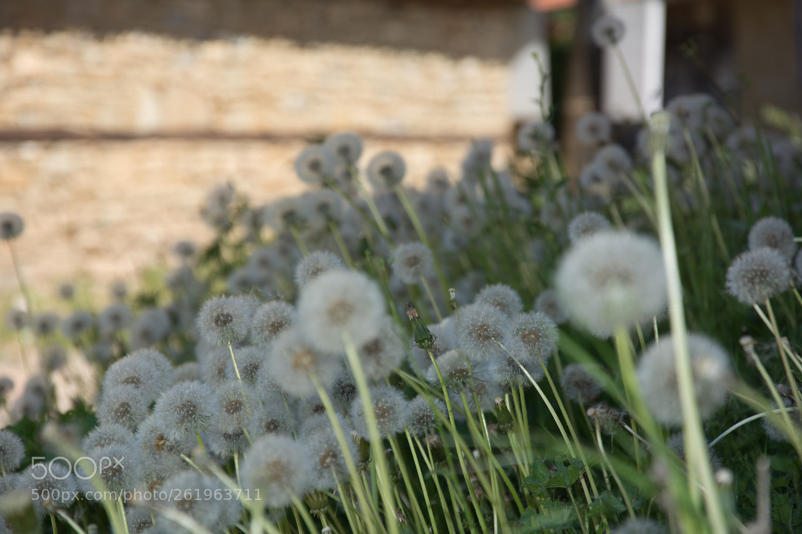 Nikon D7100 sample photo. Field of dandelions photography