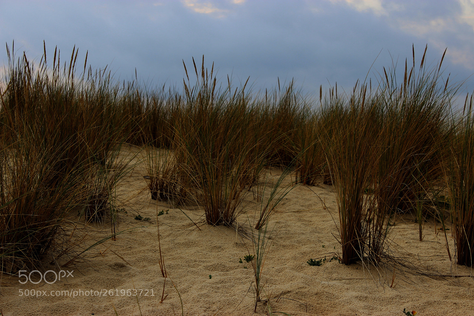 Canon EOS 600D (Rebel EOS T3i / EOS Kiss X5) sample photo. The dunes photography