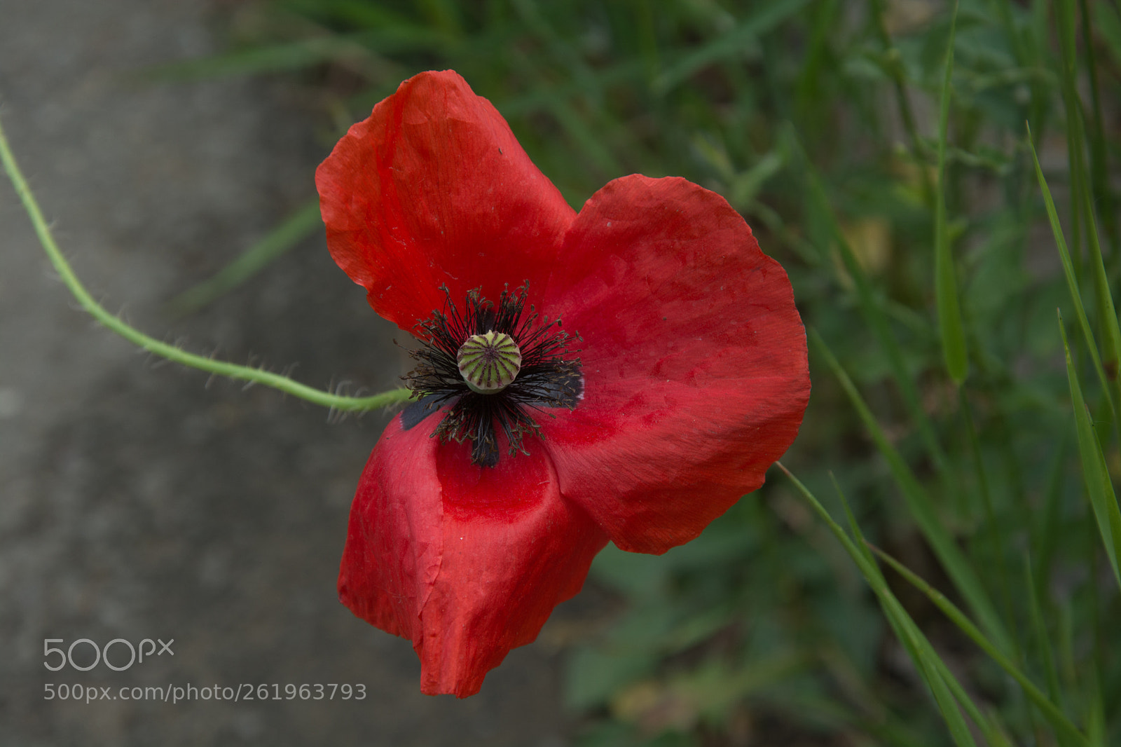 Nikon D7100 sample photo. Poppy flower photography