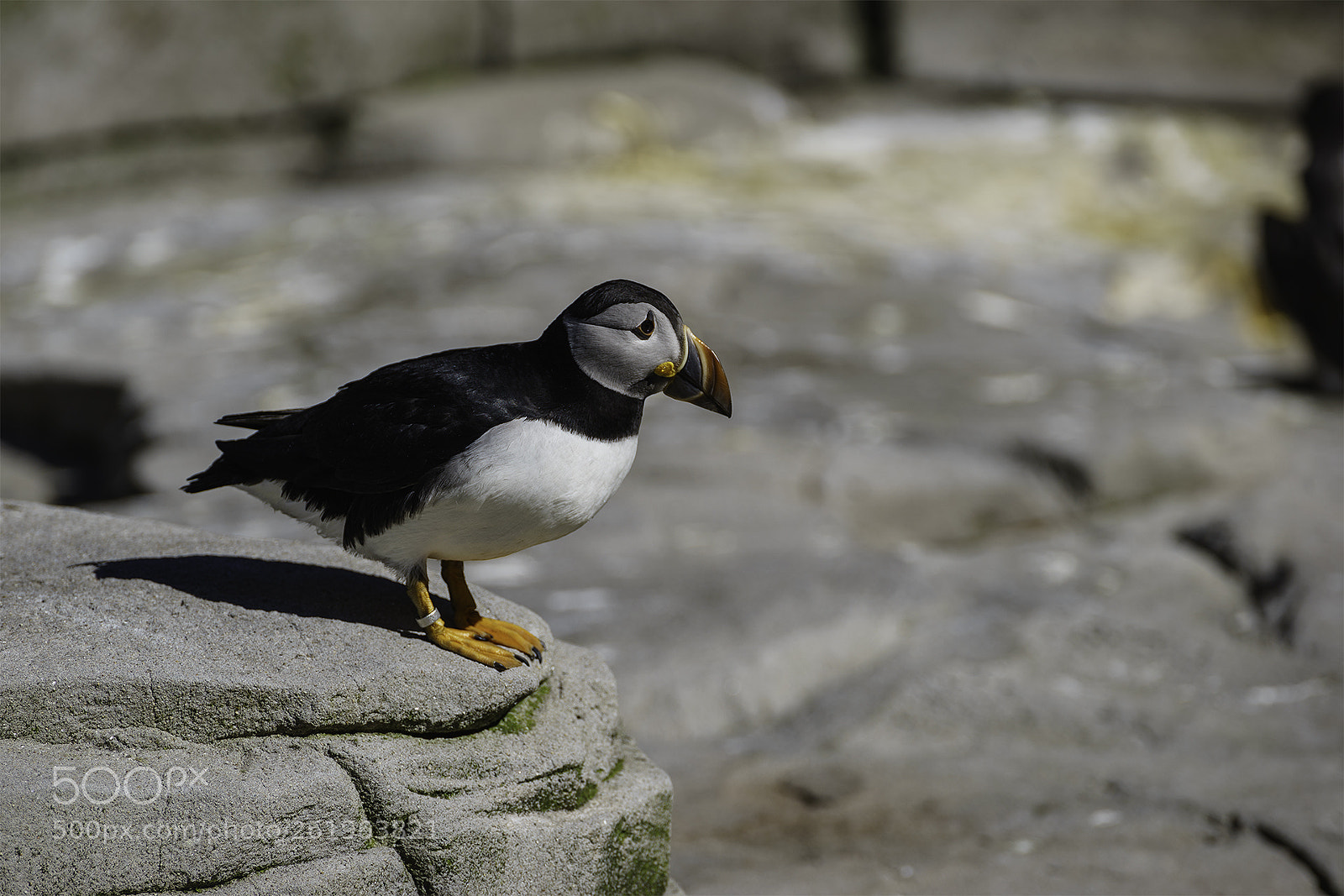 Sony a7 II sample photo. Puffin hagenbeck photography