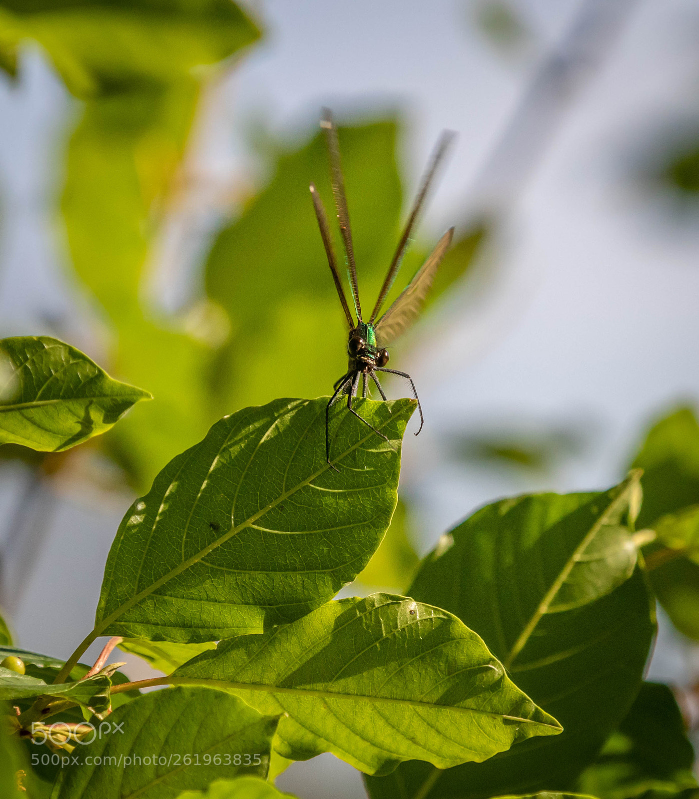 Canon EOS 7D Mark II sample photo. Calopteryx virgo photography