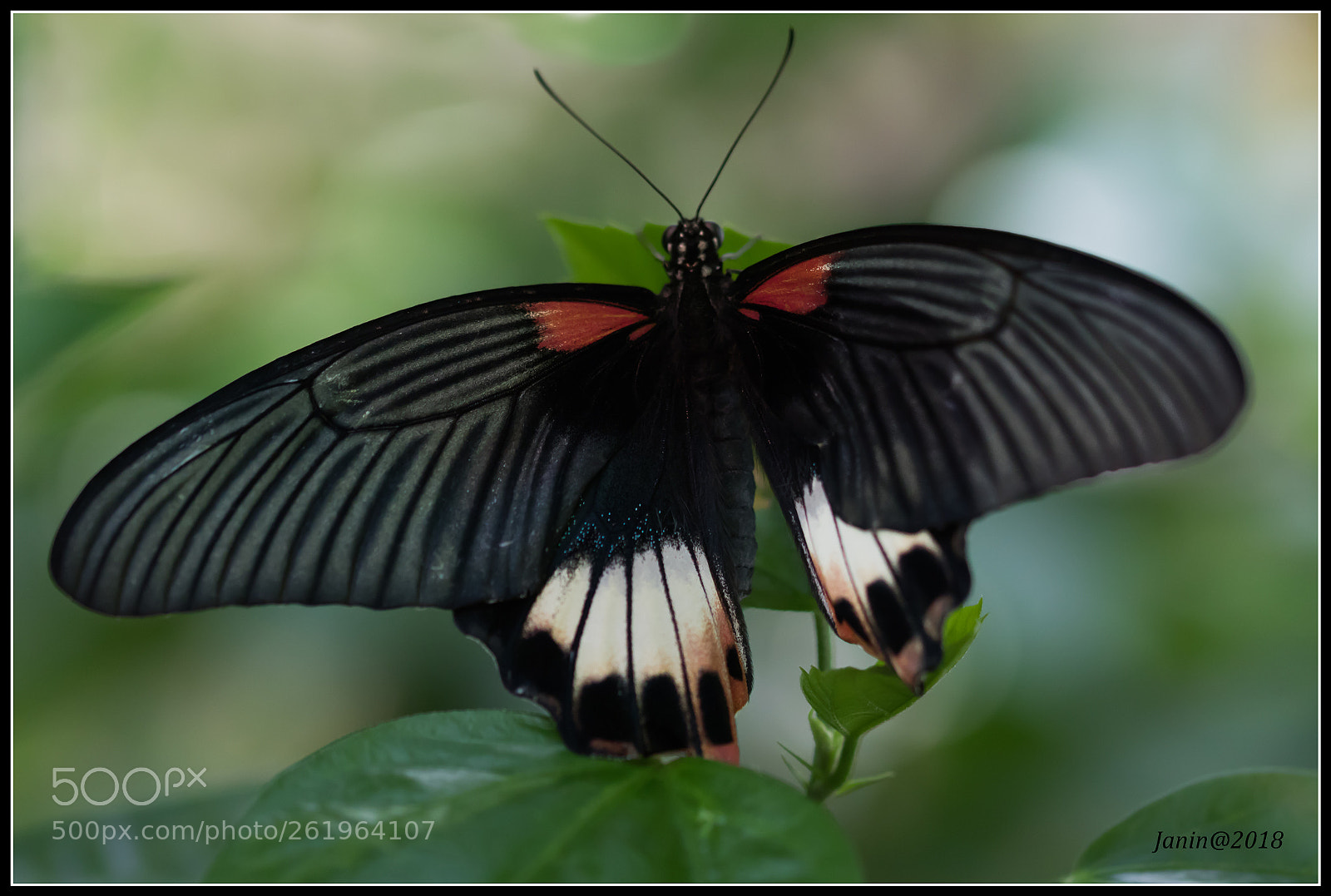 Canon EOS 77D (EOS 9000D / EOS 770D) sample photo. Black, white and red photography