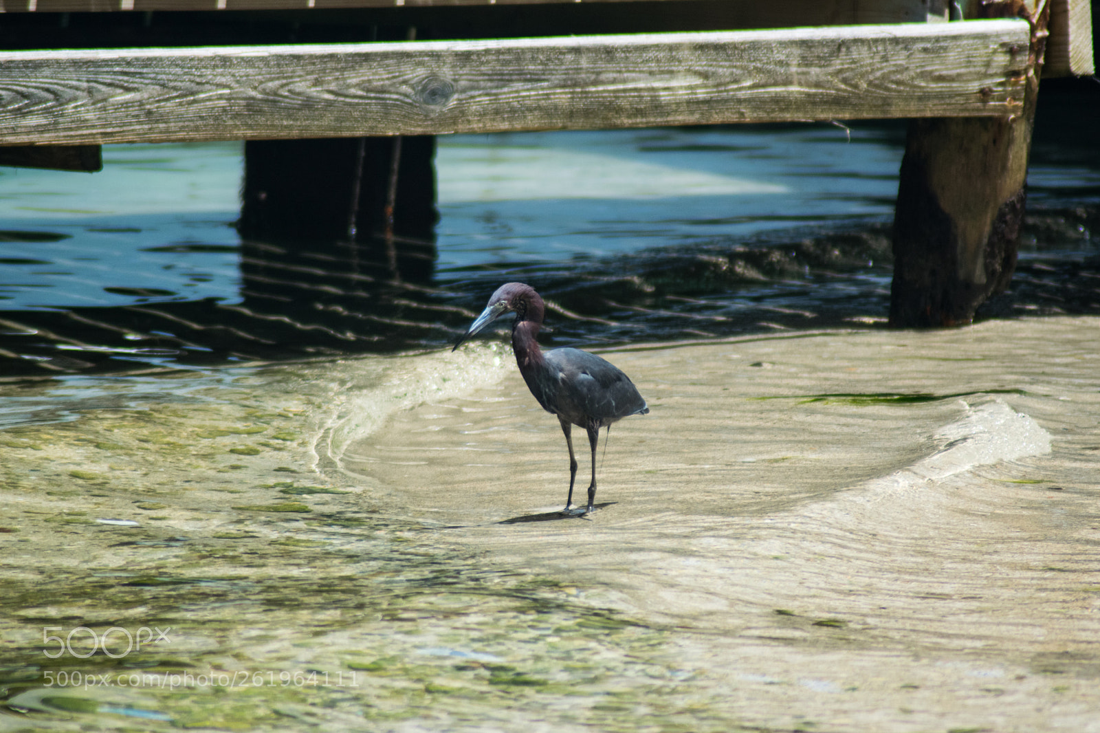 Nikon D3300 sample photo. Little blue heron photography