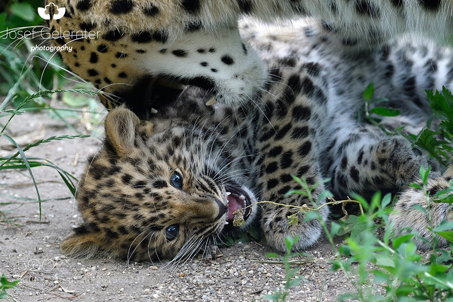 Nikon D500 sample photo. Amur leopard cub pickup photography