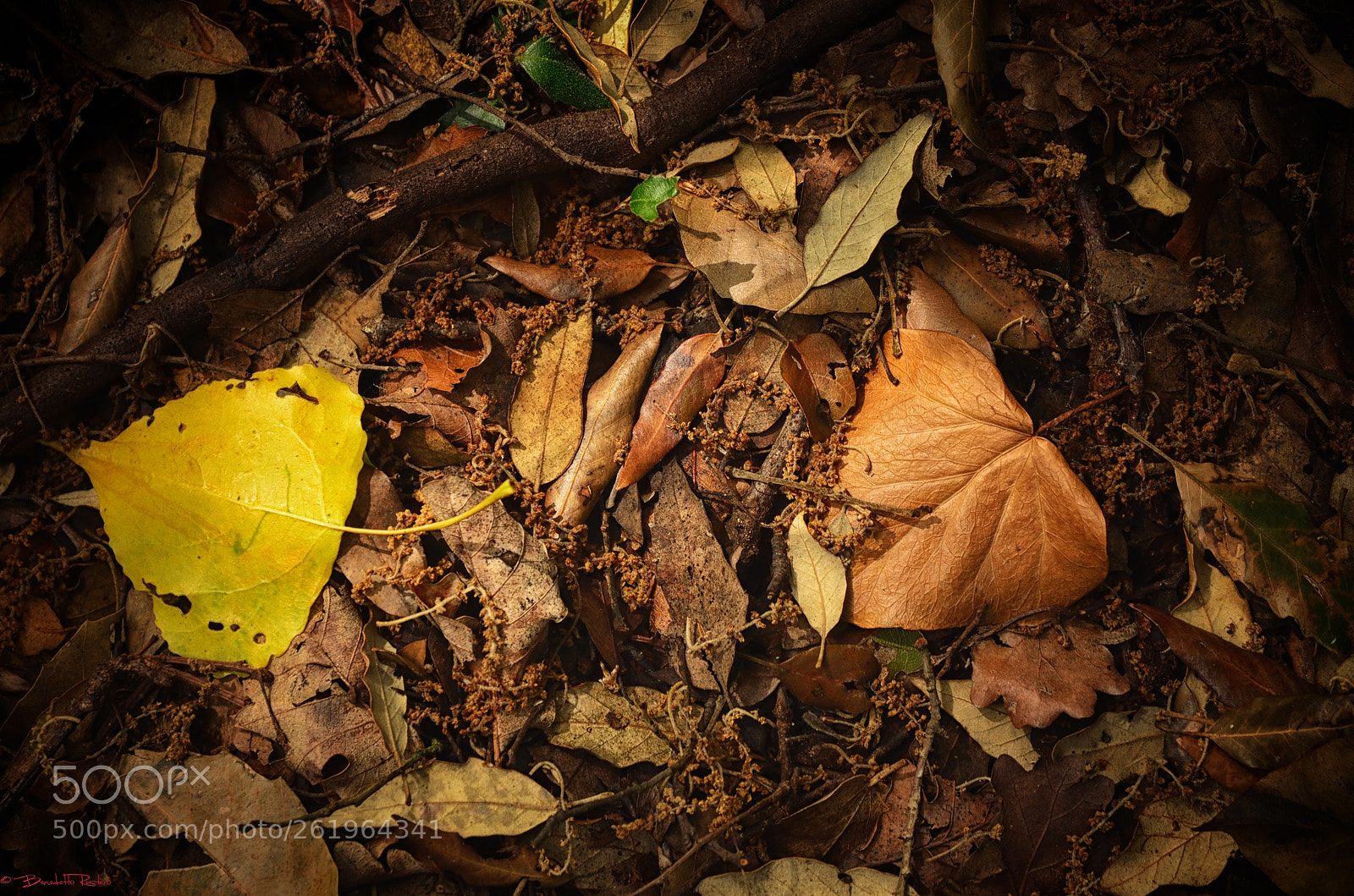 Nikon D5100 sample photo. Leaves..... photography