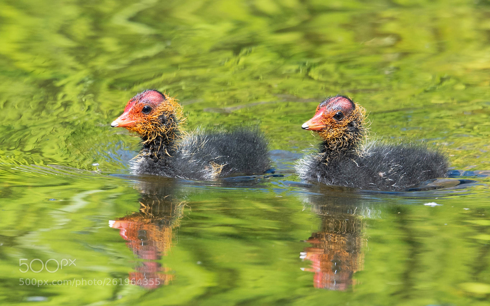 Nikon D750 sample photo. Twins photography
