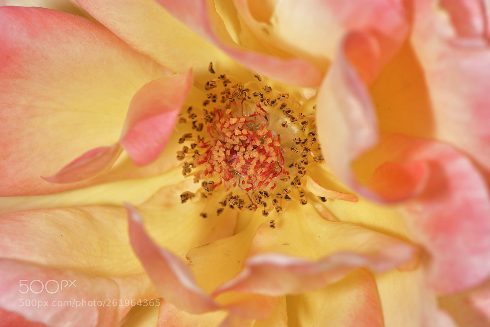 Nikon AF-S Micro-Nikkor 105mm F2.8G IF-ED VR sample photo. Center of yellow rose photography