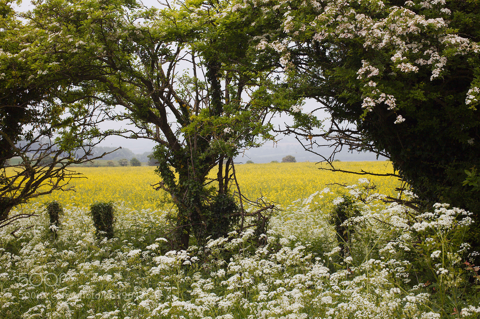 Canon EOS 5D Mark II sample photo. Summer mist photography