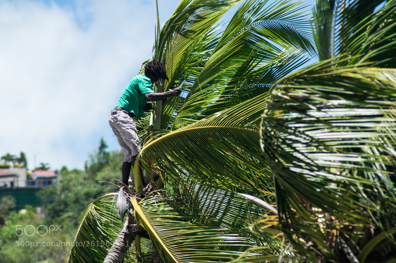 Nikon D3300 sample photo. Coconuts photography