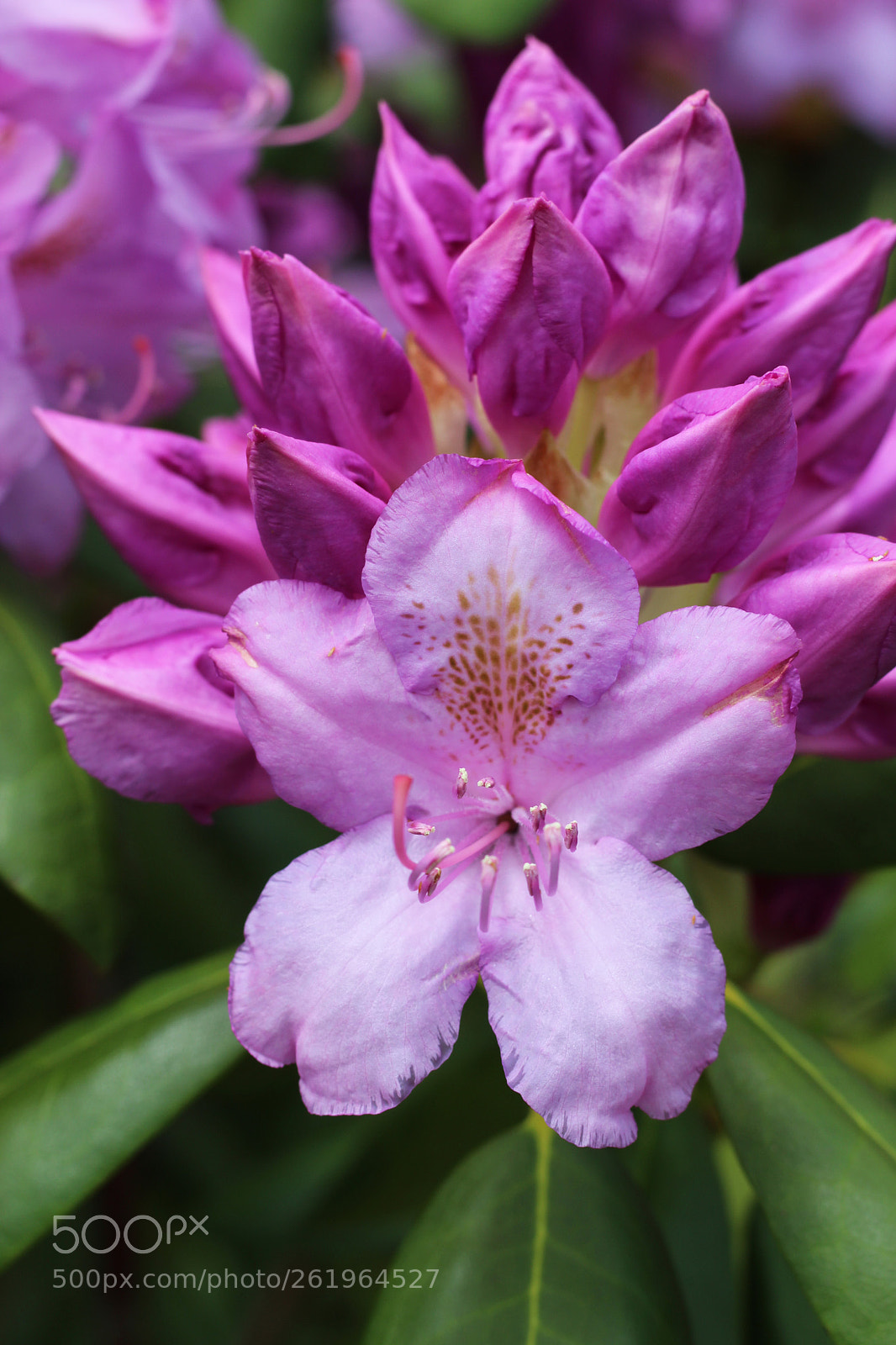 Canon EOS 1300D (EOS Rebel T6 / EOS Kiss X80) sample photo. Blooming purple flower photography