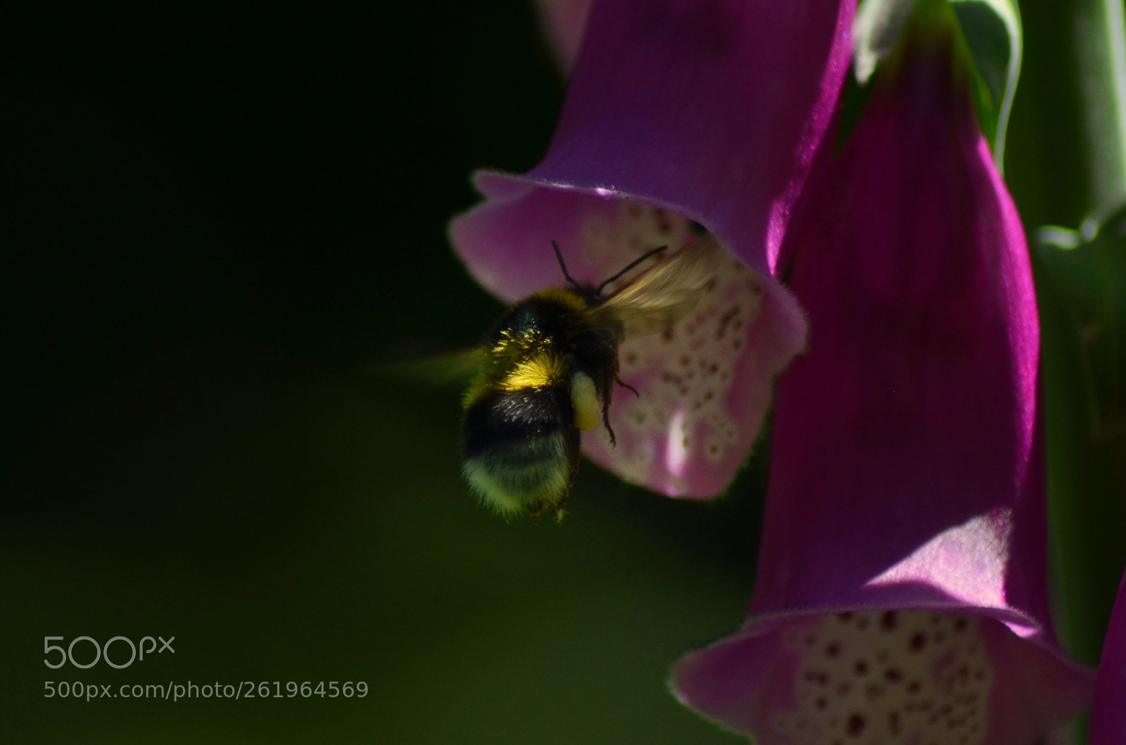 Nikon D5100 sample photo. Bumblebee photography