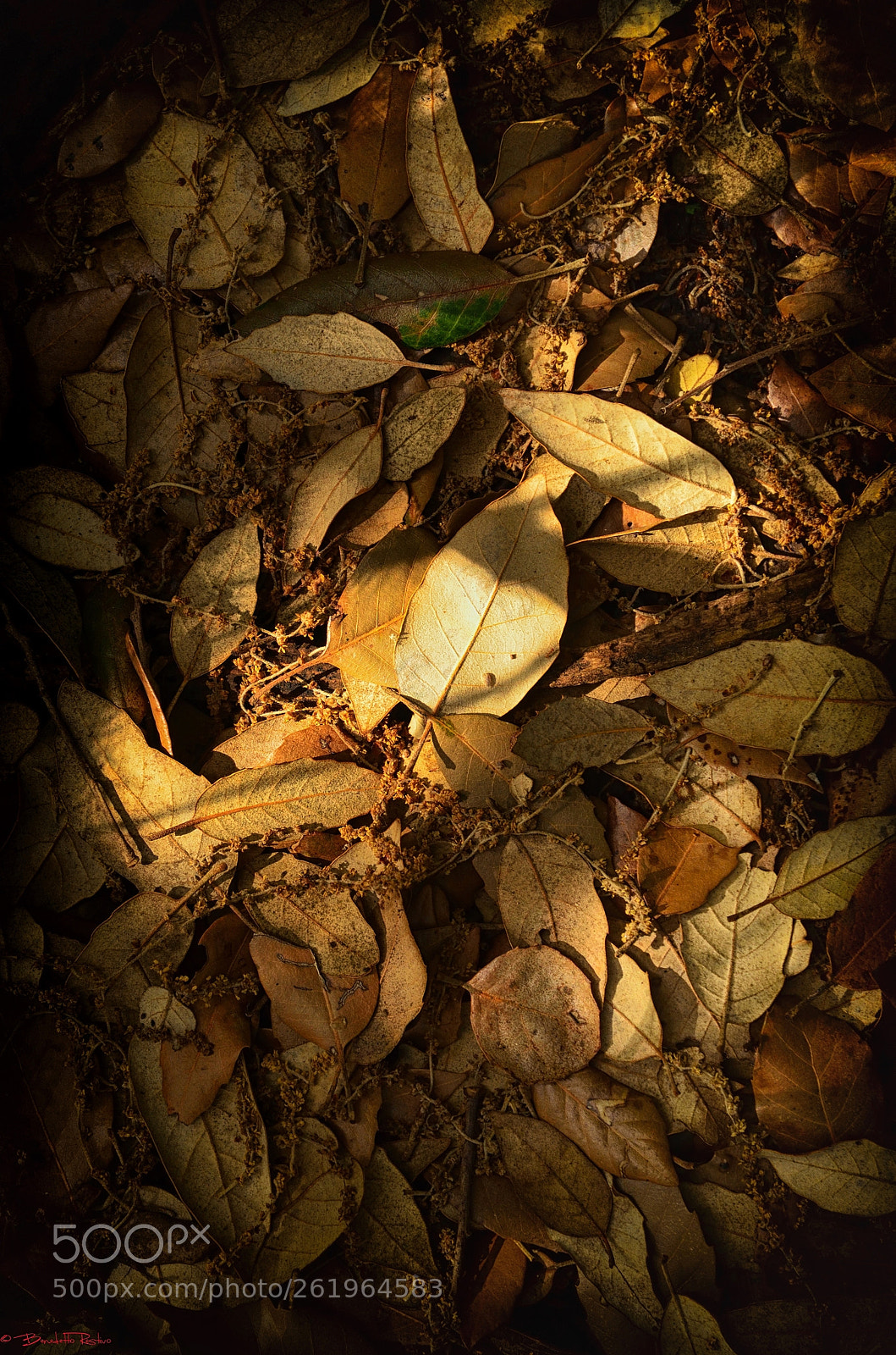 Nikon D5100 sample photo. Leaves..... photography