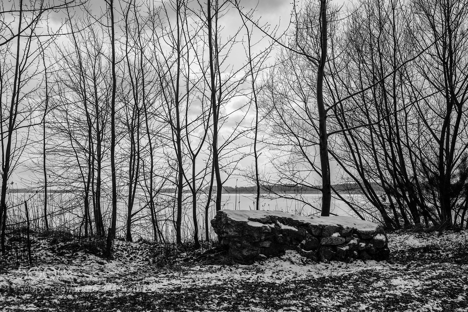 Fujifilm X-T2 sample photo. Woods photography
