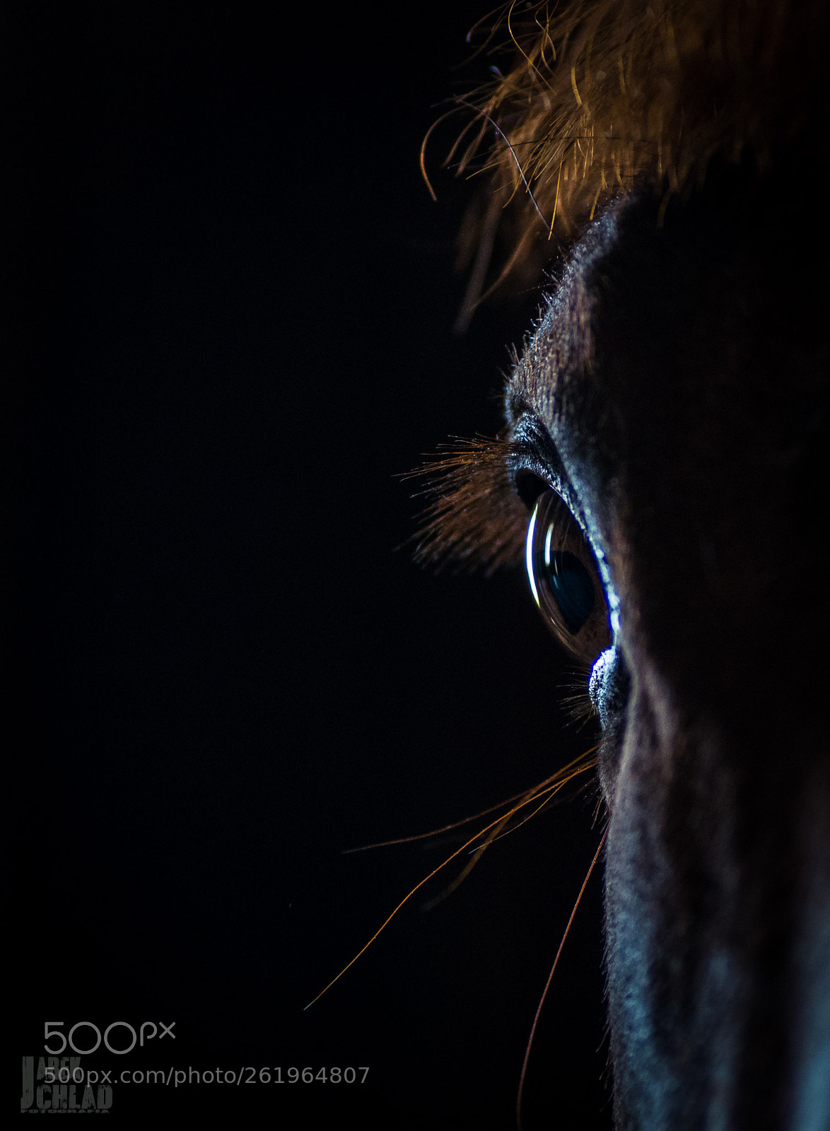 Pentax K-5 II sample photo. The eye photography