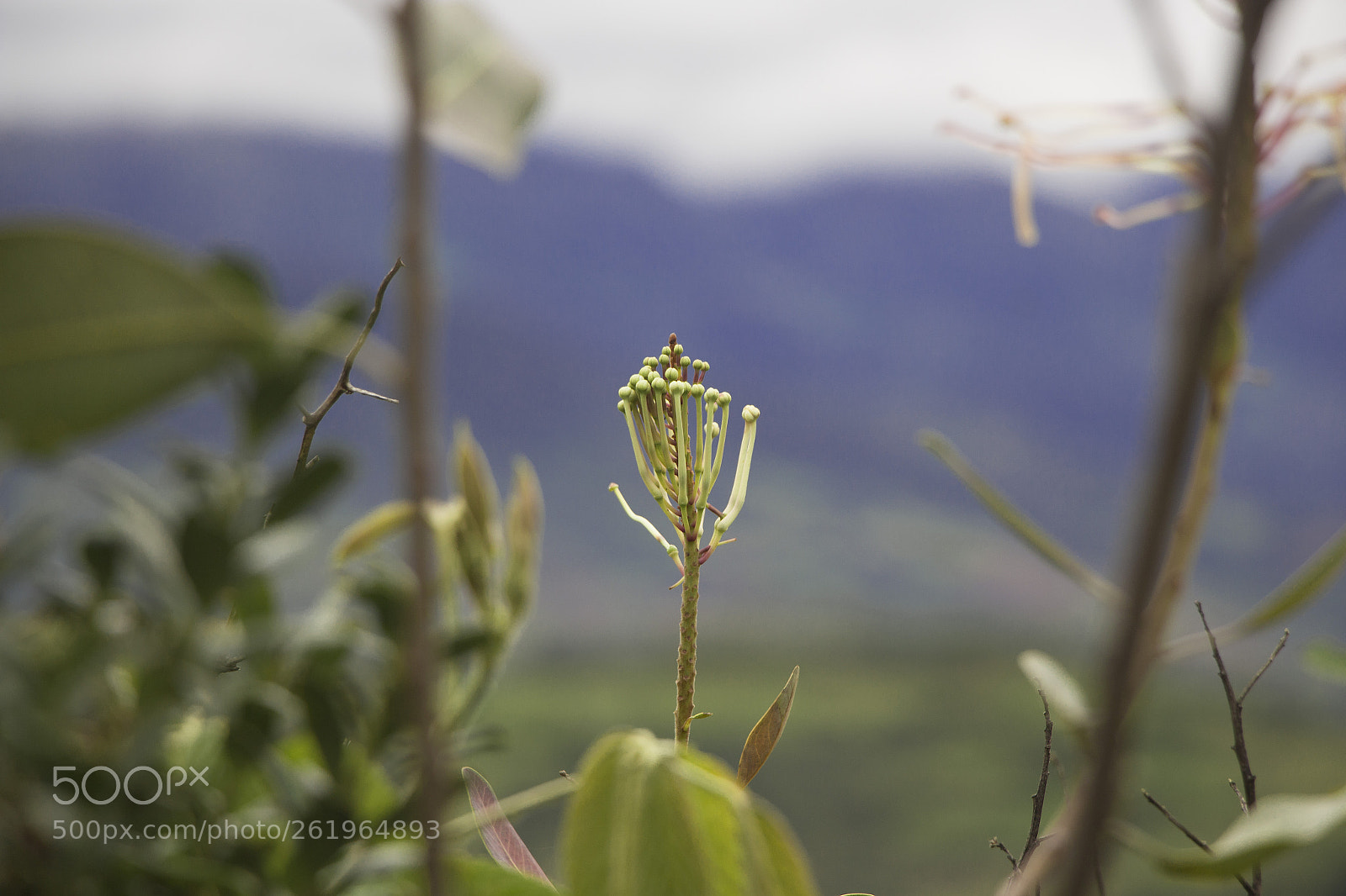 Canon EOS 700D (EOS Rebel T5i / EOS Kiss X7i) sample photo. Flor photography