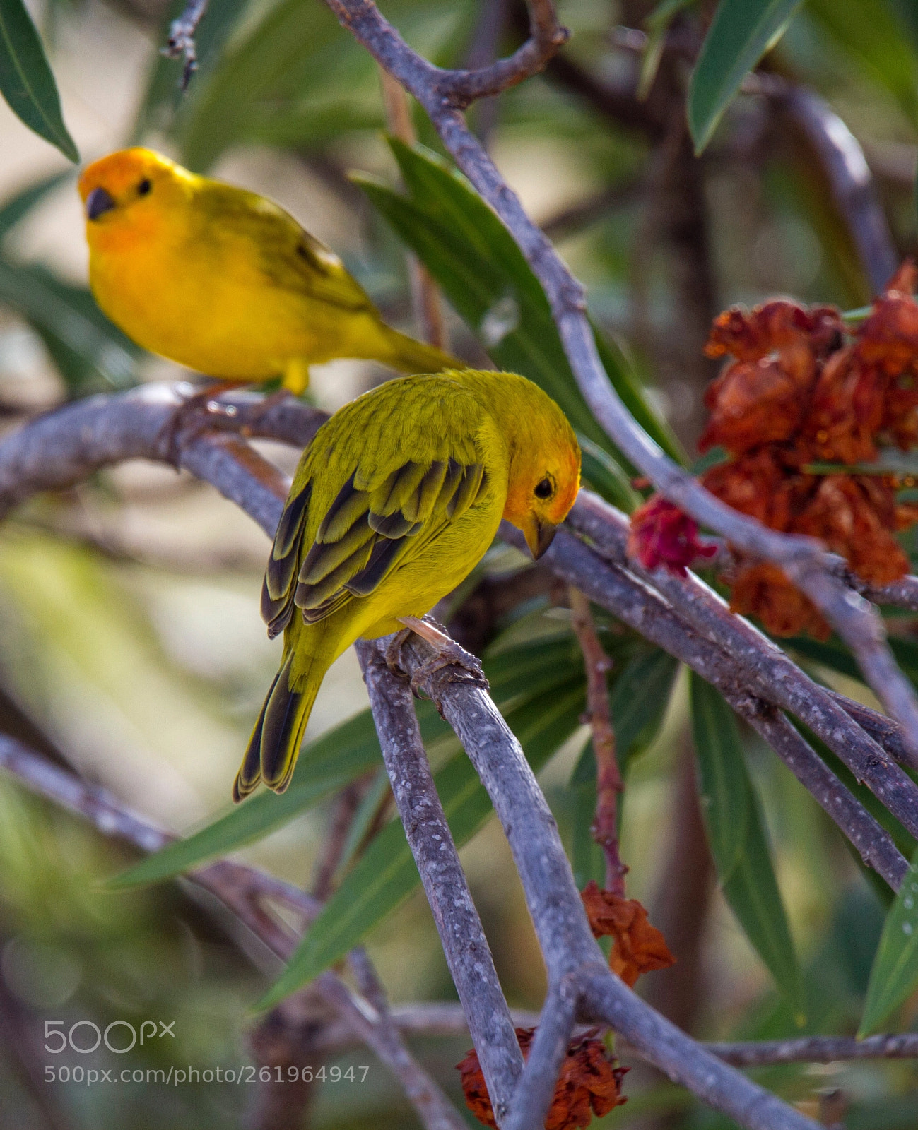 Canon EOS 7D sample photo. Saffron finches photography