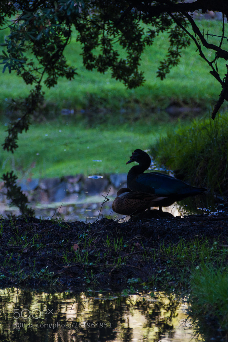 Canon EOS 7D sample photo. A duck in pumapungo photography
