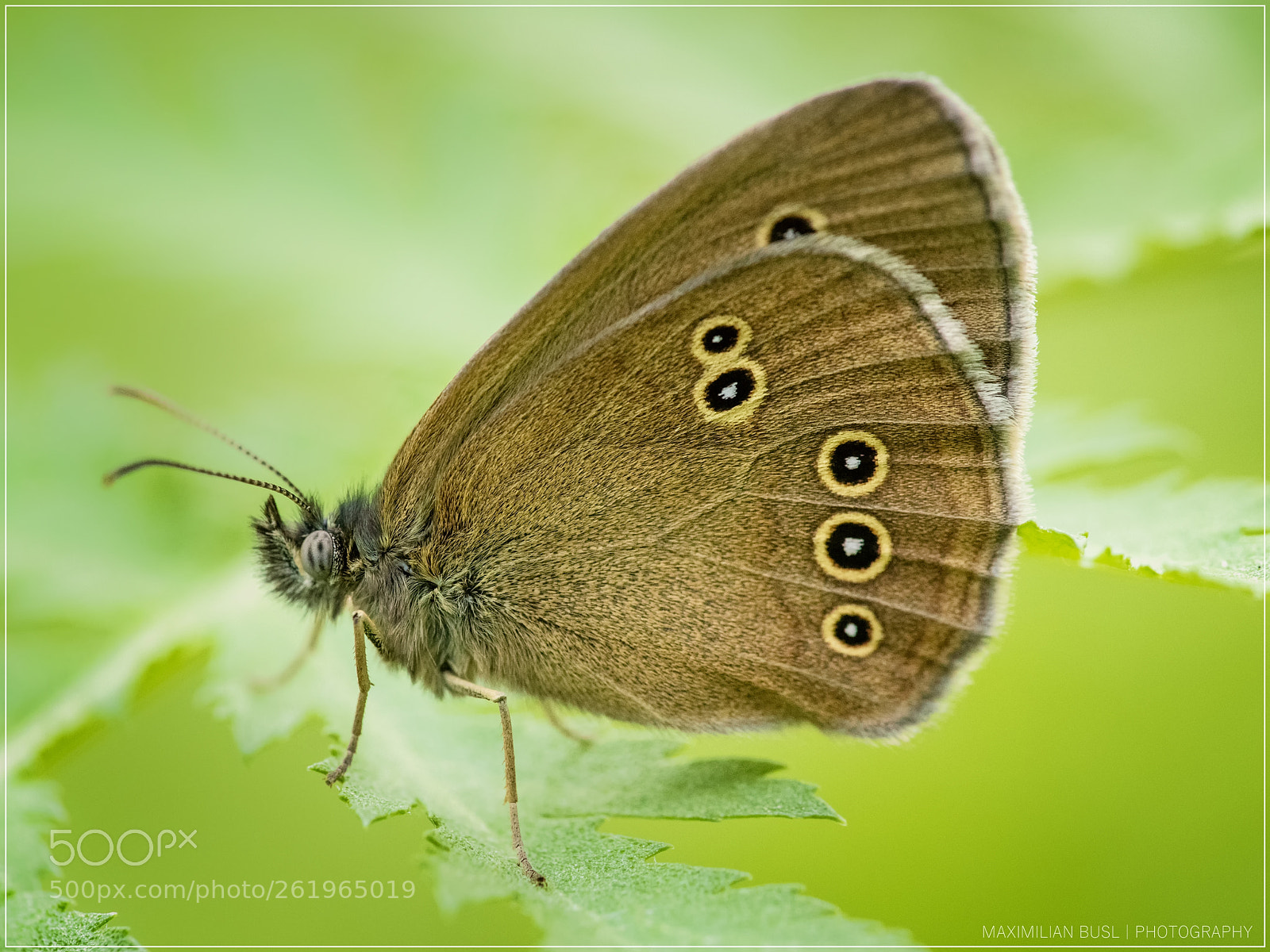 Nikon D850 sample photo. Ringlet photography
