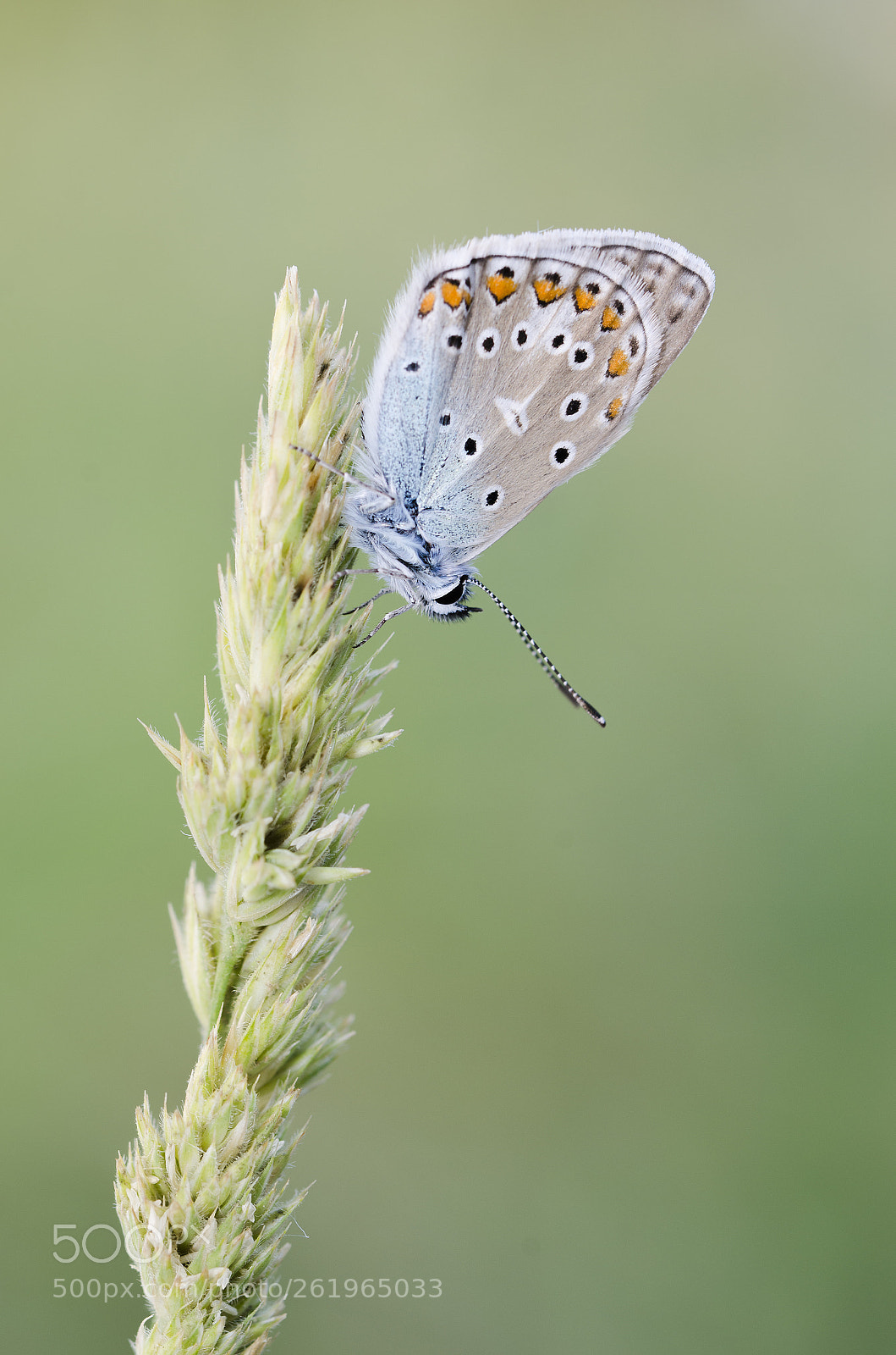 Nikon D7000 sample photo. Modraszek photography