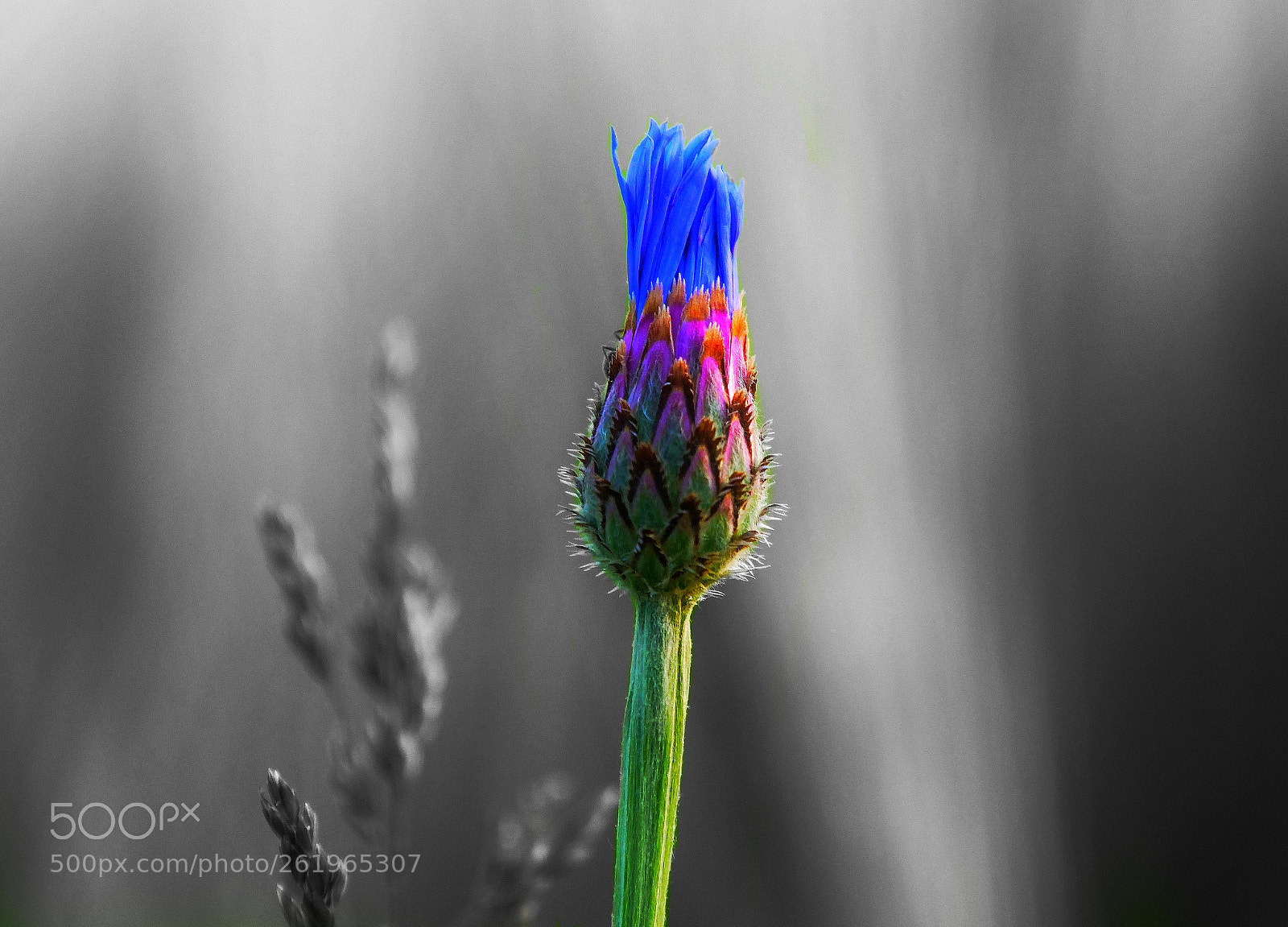 Panasonic Lumix DC-G9 sample photo. Jugando con los colores photography