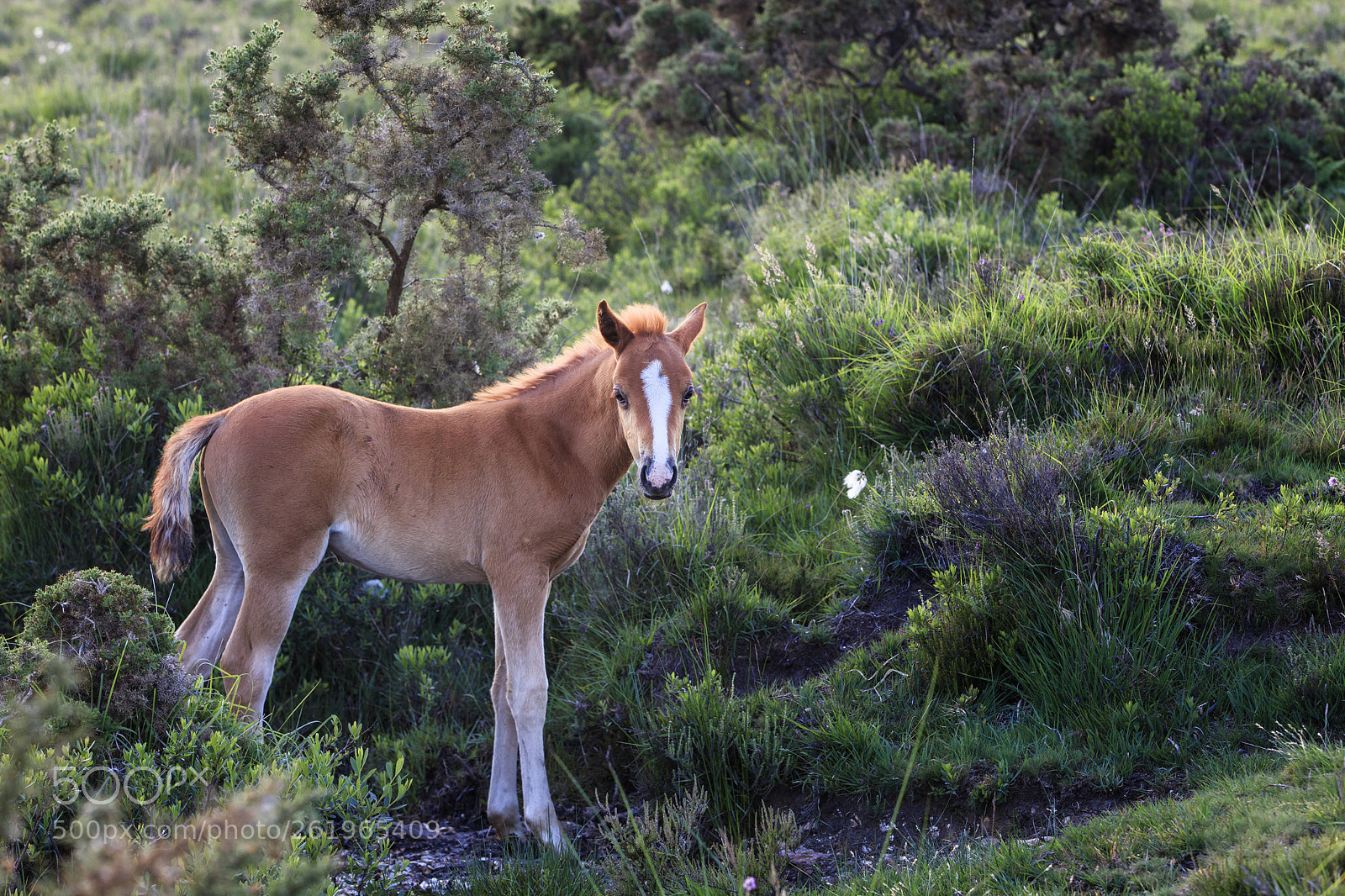 Canon EOS 5DS R sample photo. New forest pony photography