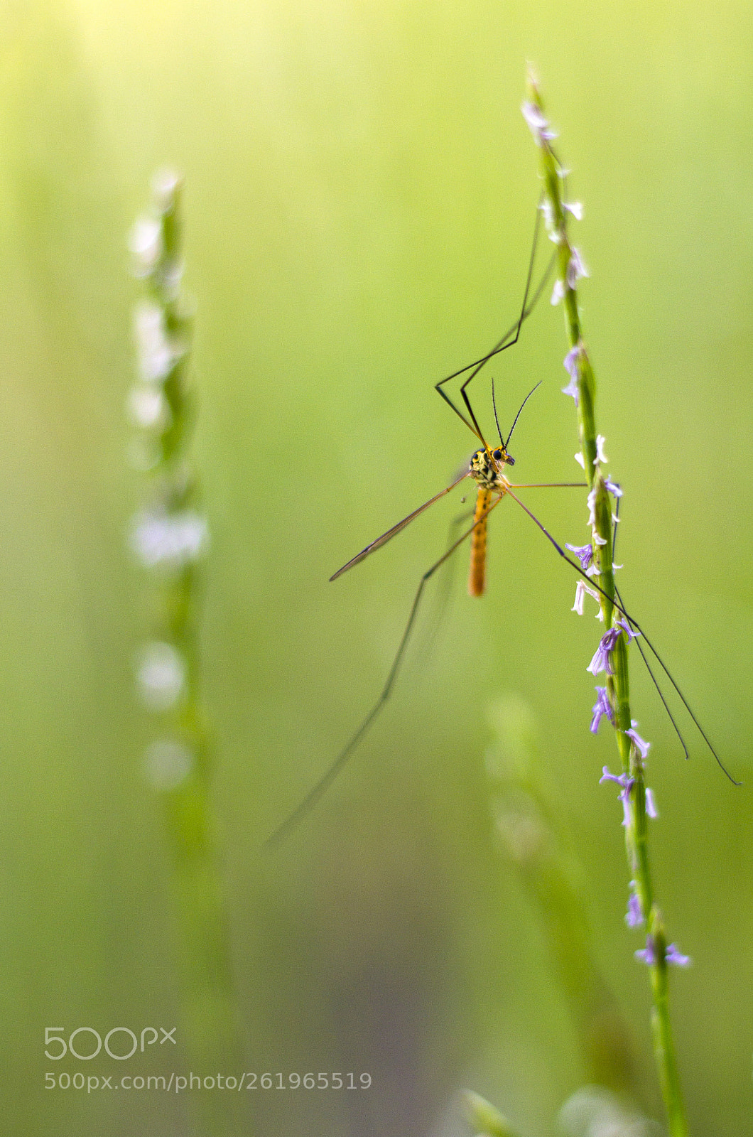 Canon EOS 60D sample photo. Hold it photography