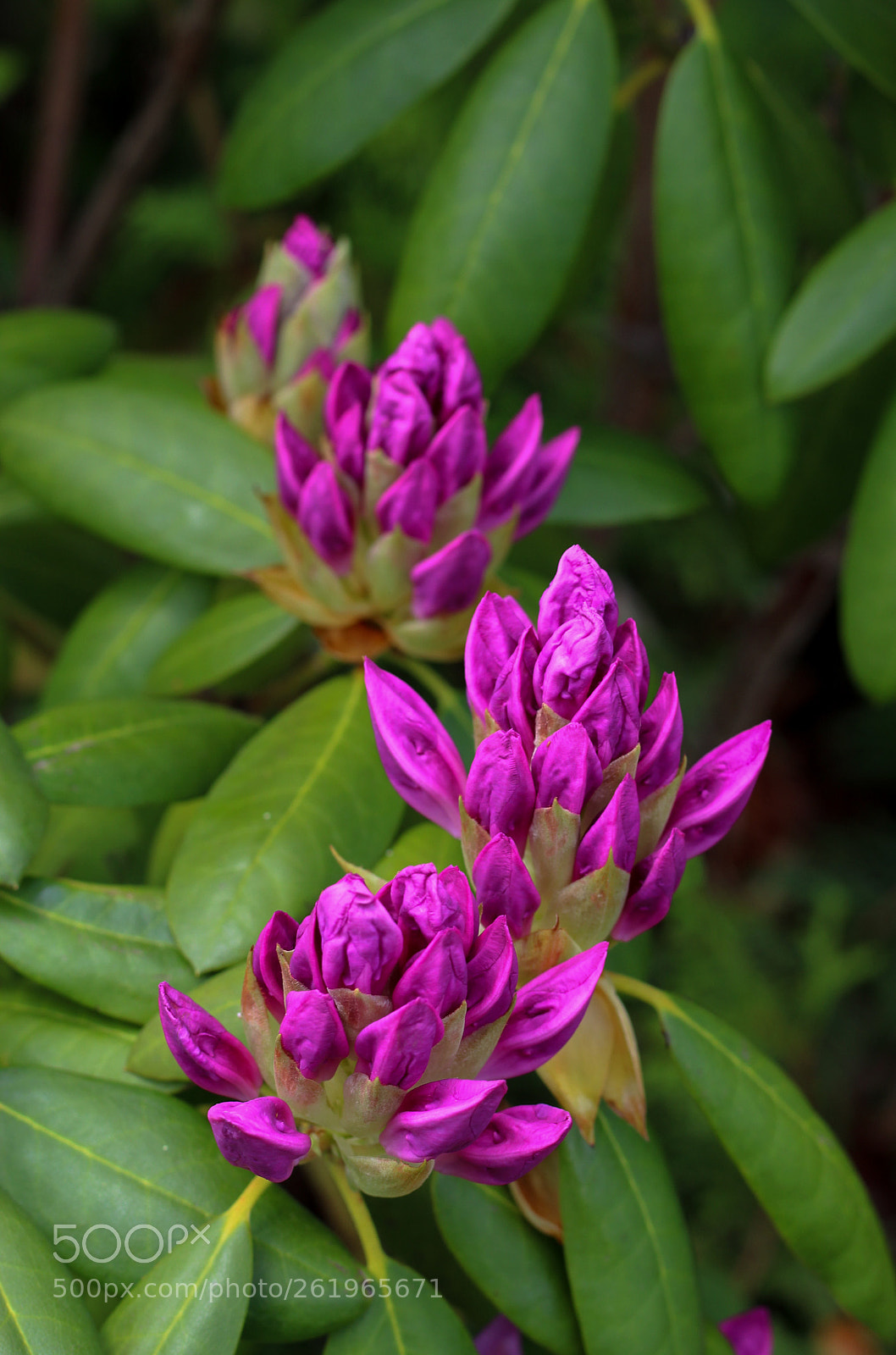 Canon EOS 1300D (EOS Rebel T6 / EOS Kiss X80) sample photo. Purple row of flowers photography