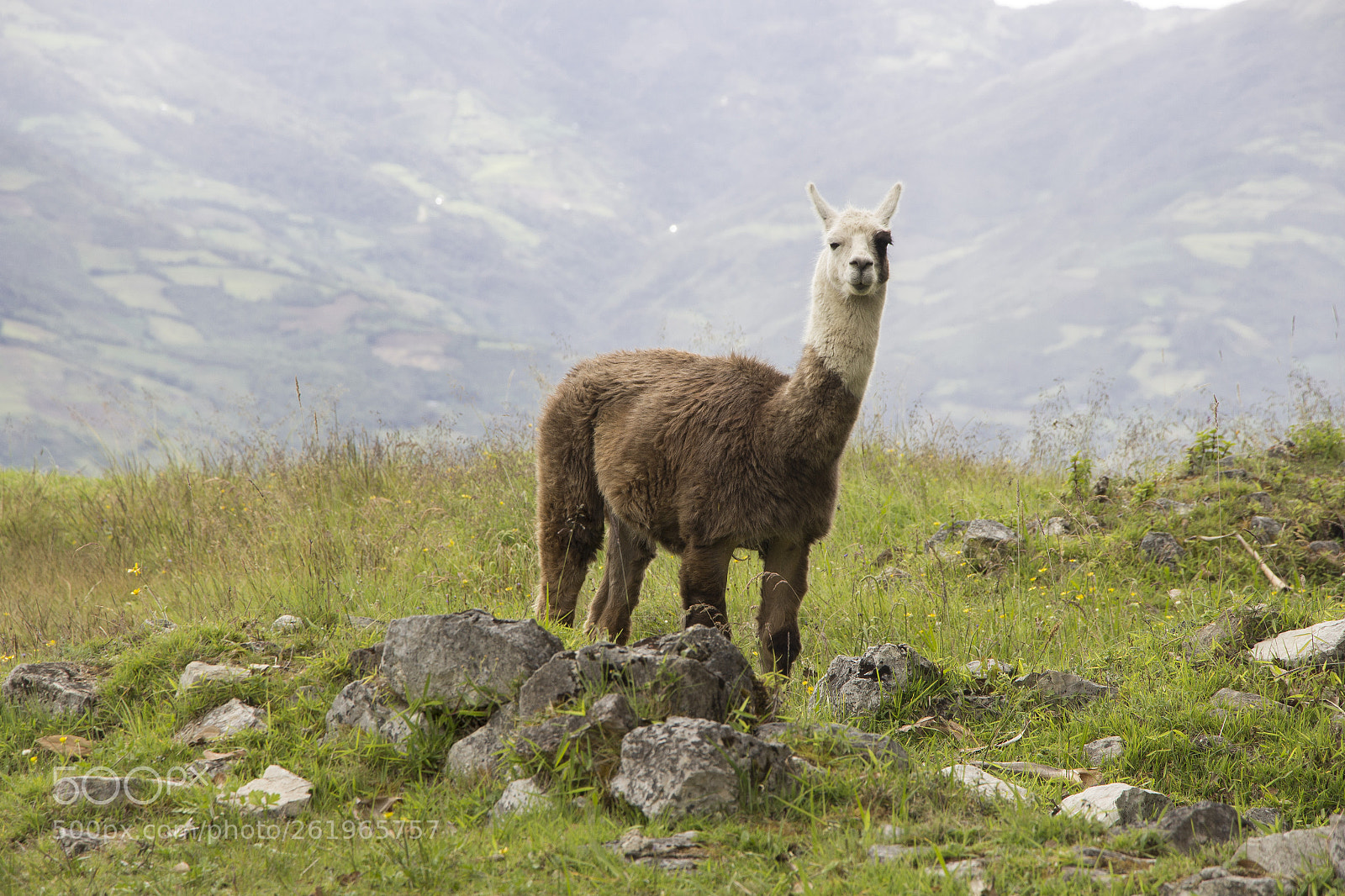 Canon EOS 700D (EOS Rebel T5i / EOS Kiss X7i) sample photo. Llama photography