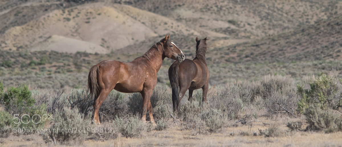 Nikon D500 sample photo. Old stallion photography