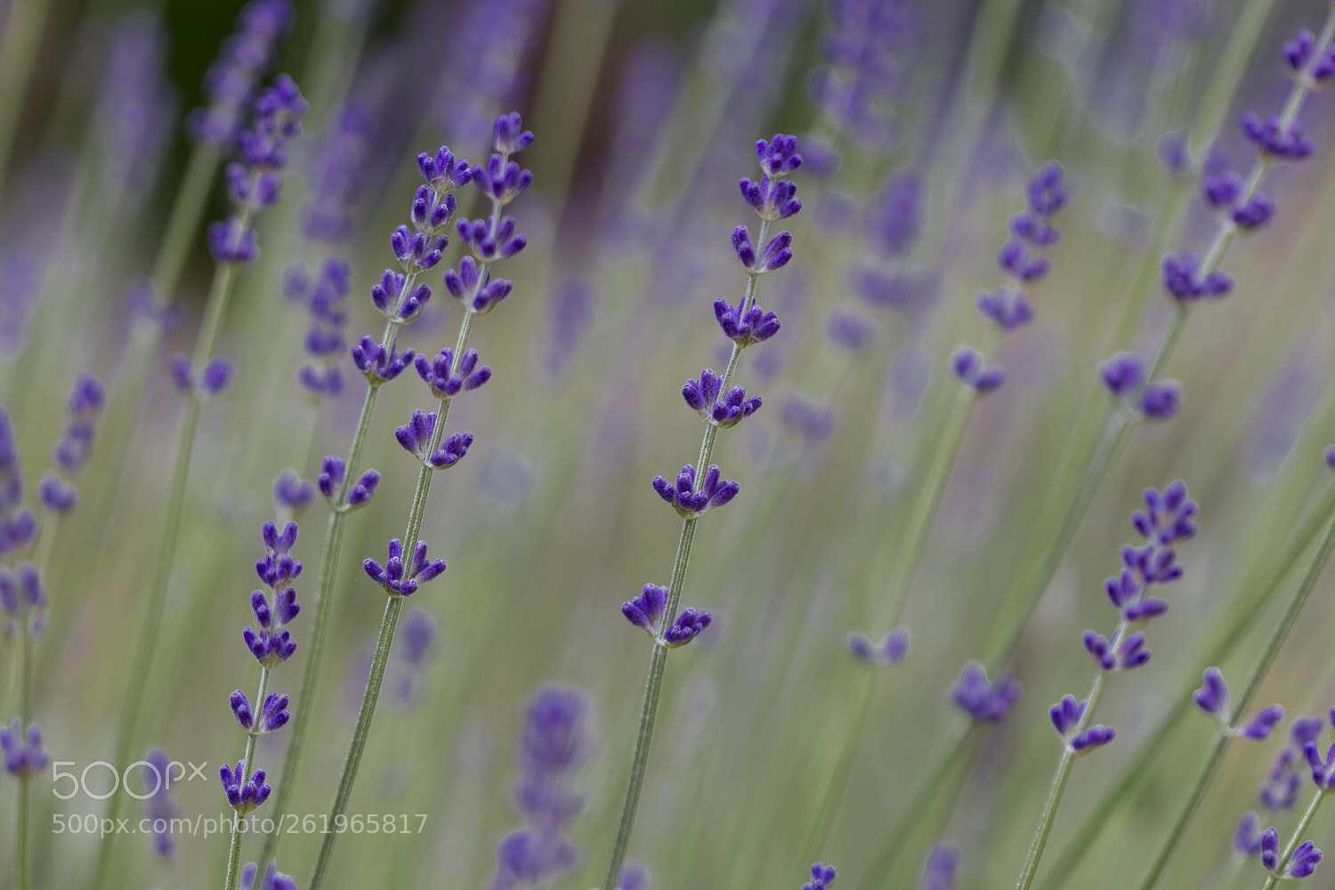 Canon EOS 550D (EOS Rebel T2i / EOS Kiss X4) sample photo. Lavanda photography