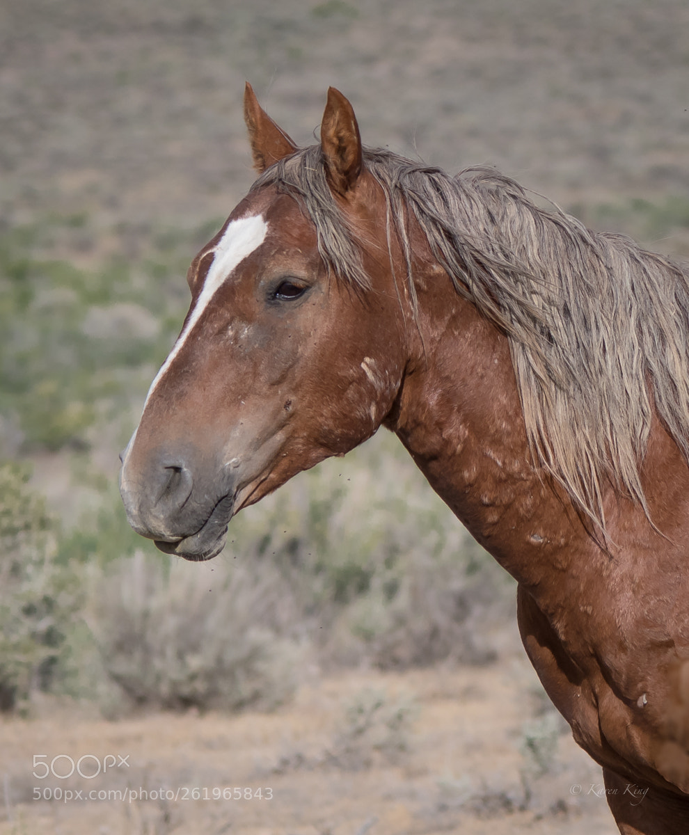 Nikon D500 sample photo. Battle scars photography