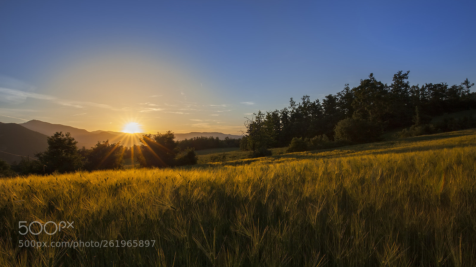 Canon EOS 5D Mark II sample photo. ..the gold's time.. photography